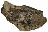 Fossil Hadrosaur (Edmontosaurus) Partial Tooth - Montana #352047-1